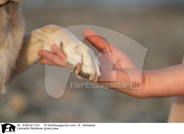 Labrador Retriever gibt pftchen / Labrador Retriever gives paw / EHO-01103