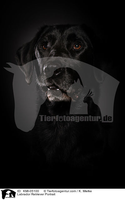 Labrador Retriever Portrait / KMI-05100