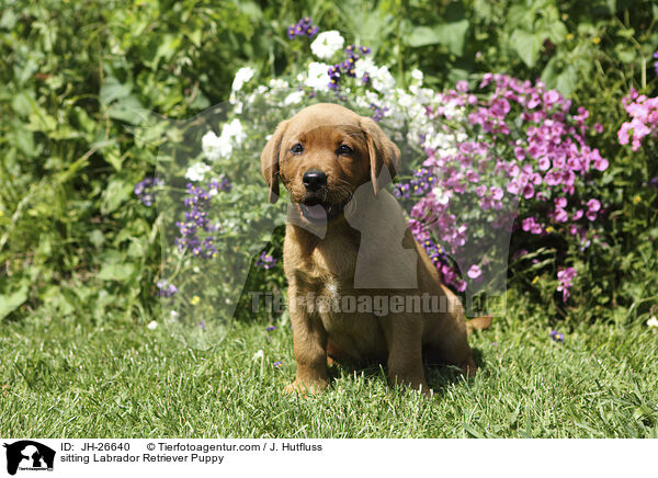 sitting Labrador Retriever Puppy / JH-26640