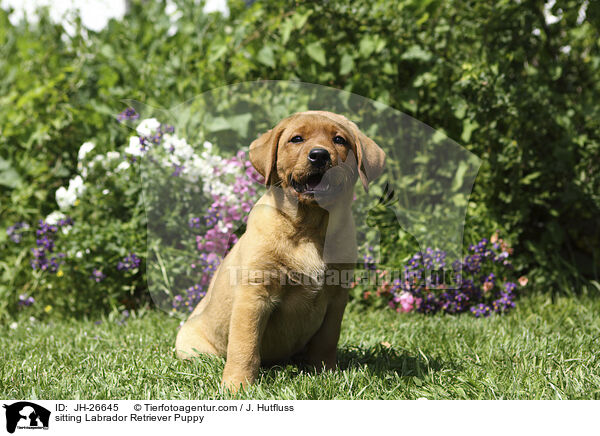 sitting Labrador Retriever Puppy / JH-26645