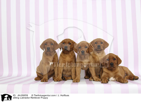 sitting Labrador Retriever Puppy / JH-26659