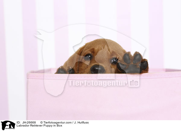 Labrador Retriever Welpe in Box / Labrador Retriever Puppy in Box / JH-26668