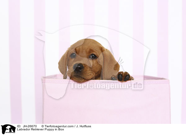 Labrador Retriever Welpe in Box / Labrador Retriever Puppy in Box / JH-26670