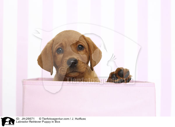 Labrador Retriever Welpe in Box / Labrador Retriever Puppy in Box / JH-26671