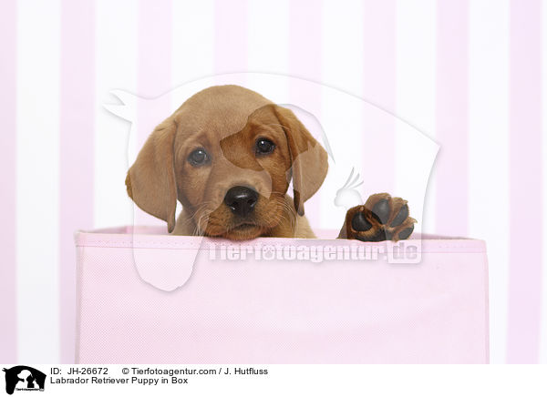 Labrador Retriever Welpe in Box / Labrador Retriever Puppy in Box / JH-26672