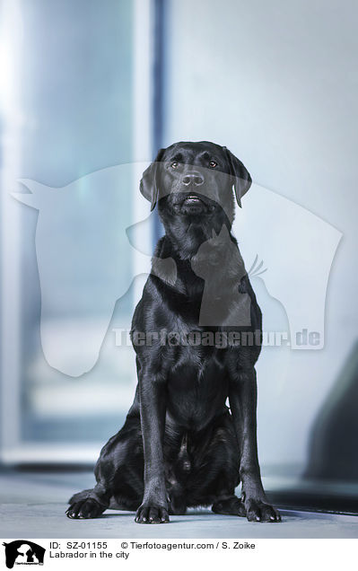 Labrador in der Stadt / Labrador in the city / SZ-01155