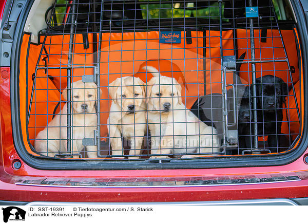 Labrador Retriever Welpen / Labrador Retriever Puppys / SST-19391
