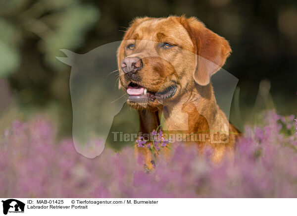 Labrador Retriever Portrait / Labrador Retriever Portrait / MAB-01425