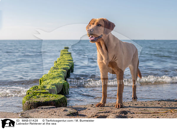 Labrador Retriever at the sea / MAB-01428