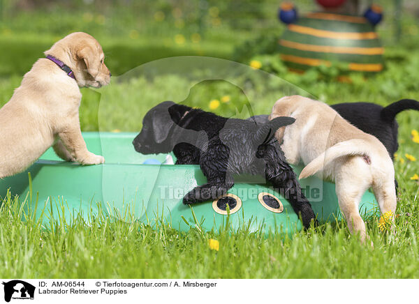 Labrador Retriever Puppies / AM-06544