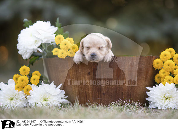 Labrador Welpe im Holzkbel / Labrador Puppy in the woodenpot / AK-01197