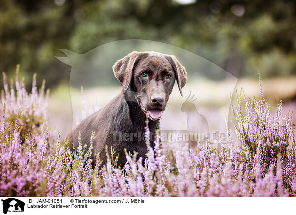 Labrador Retriever Portrait / JAM-01051
