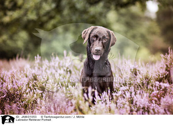Labrador Retriever Portrait / JAM-01053