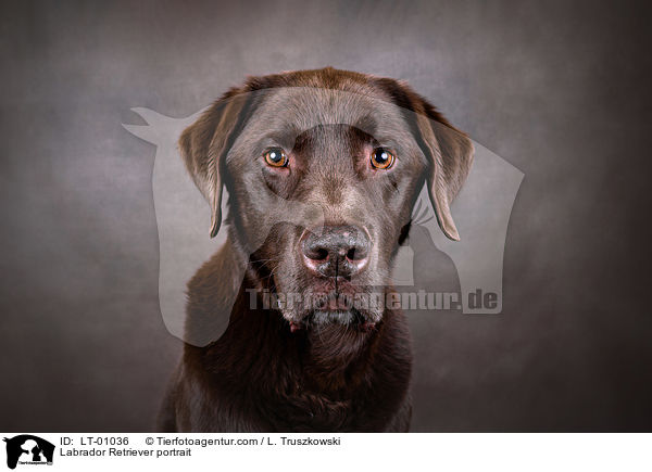 Labrador Retriever portrait / LT-01036