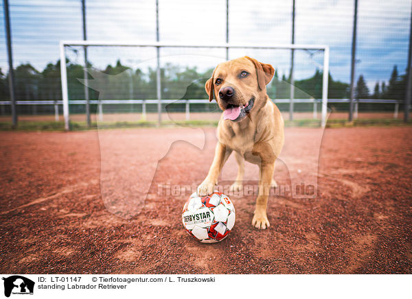 stehender Labrador Retriever / standing Labrador Retriever / LT-01147