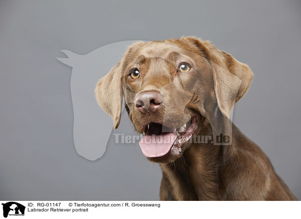 Labrador Retriever portrait / RG-01147