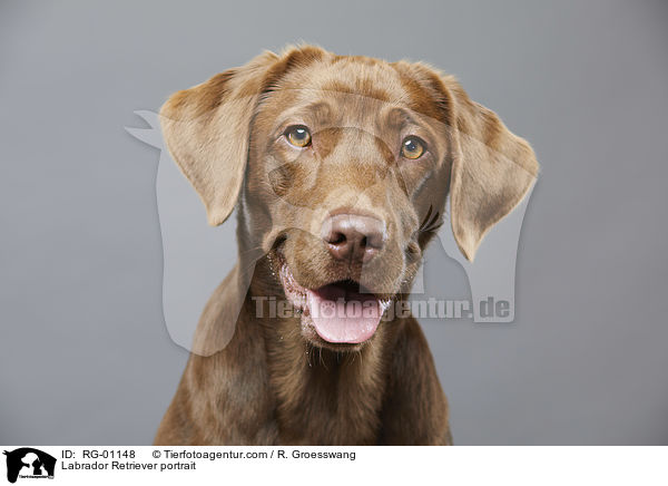 Labrador Retriever portrait / RG-01148