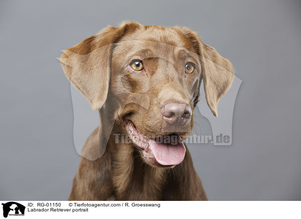 Labrador Retriever portrait / RG-01150