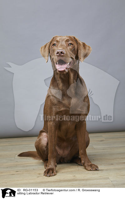 sitting Labrador Retriever / RG-01153