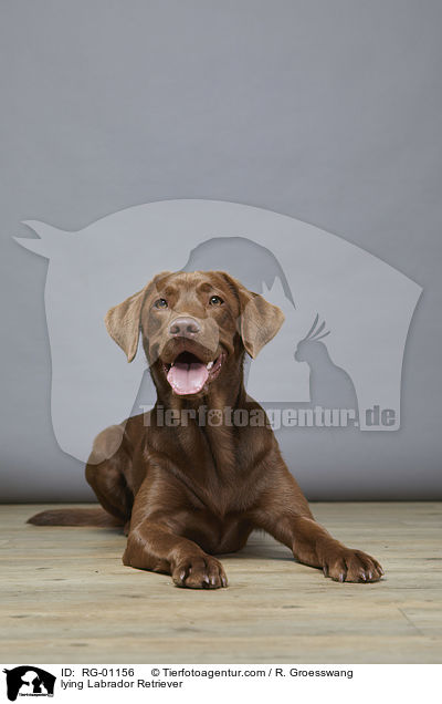 lying Labrador Retriever / RG-01156