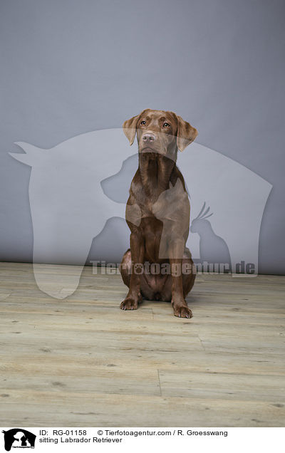 sitting Labrador Retriever / RG-01158