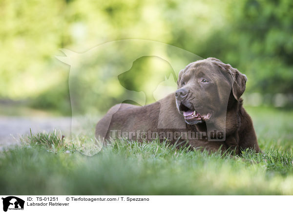 Labrador Retriever / TS-01251
