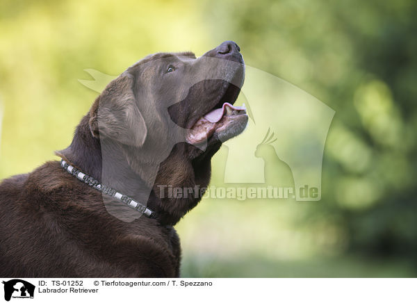 Labrador Retriever / TS-01252
