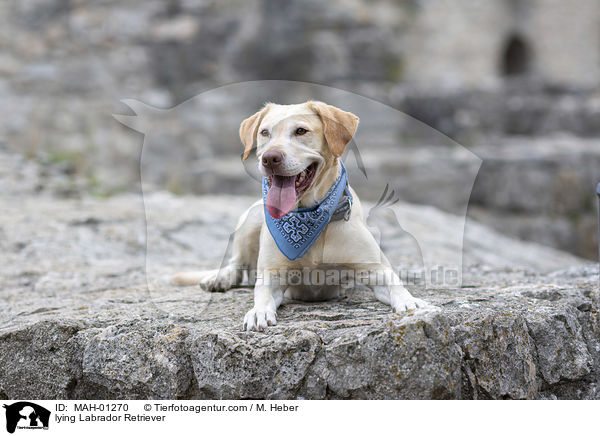 liegender Labrador Retriever / lying Labrador Retriever / MAH-01270