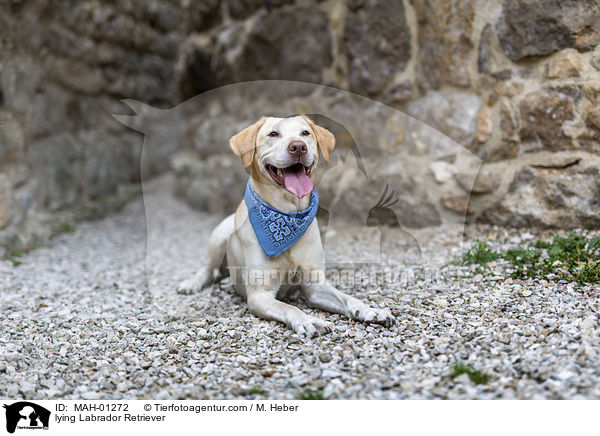 liegender Labrador Retriever / lying Labrador Retriever / MAH-01272