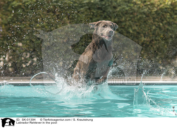 Labrador Retriever in the pool / SK-01394