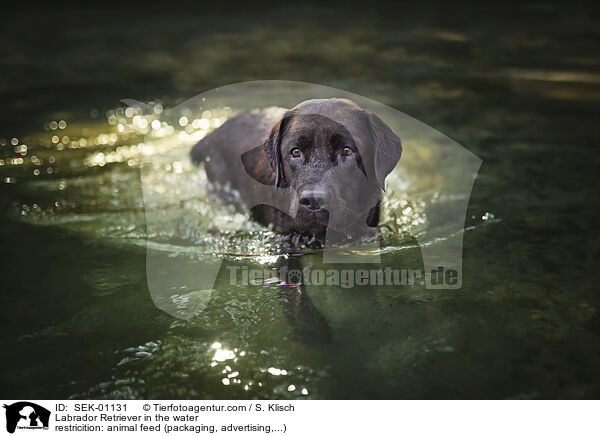 Labrador Retriever in the water / SEK-01131