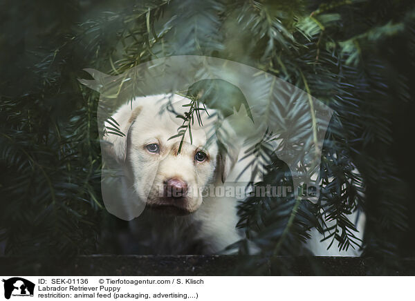Labrador Retriever Welpe / Labrador Retriever Puppy / SEK-01136