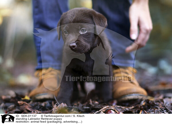 standing Labrador Retriever puppy / SEK-01137