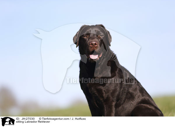 sitting Labrador Retriever / JH-27030