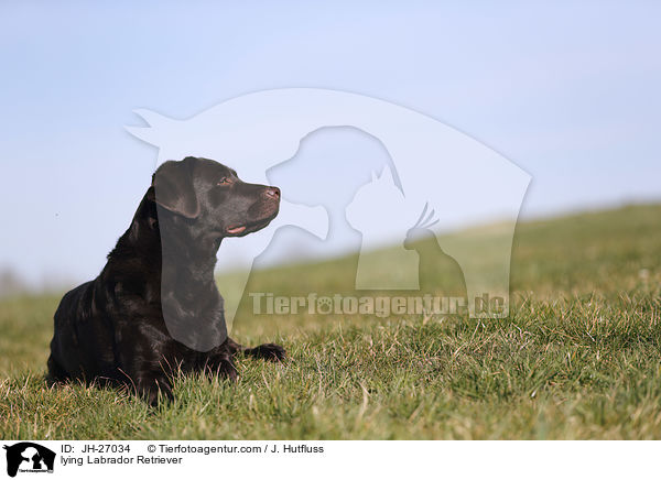 lying Labrador Retriever / JH-27034