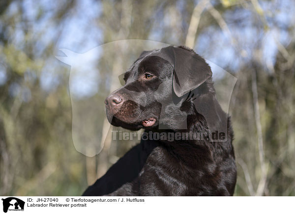 Labrador Retriever portrait / JH-27040