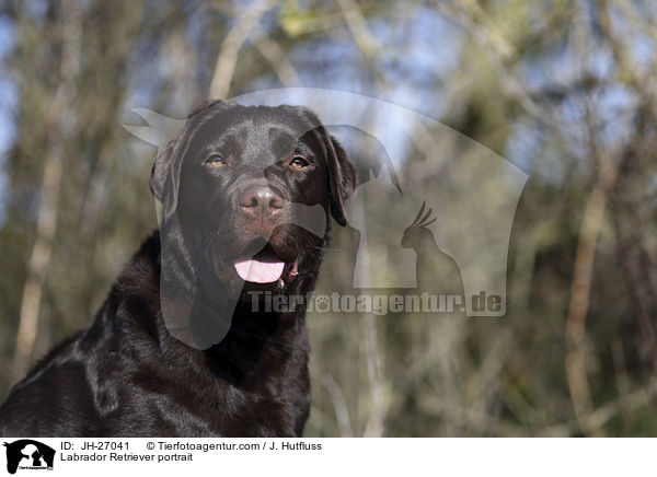 Labrador Retriever portrait / JH-27041