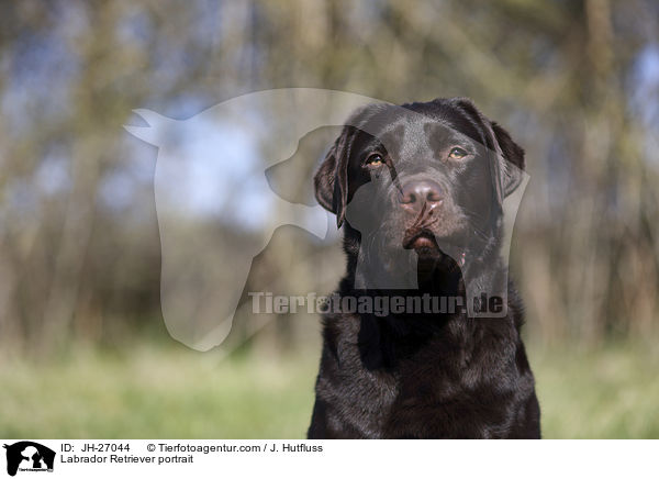Labrador Retriever portrait / JH-27044