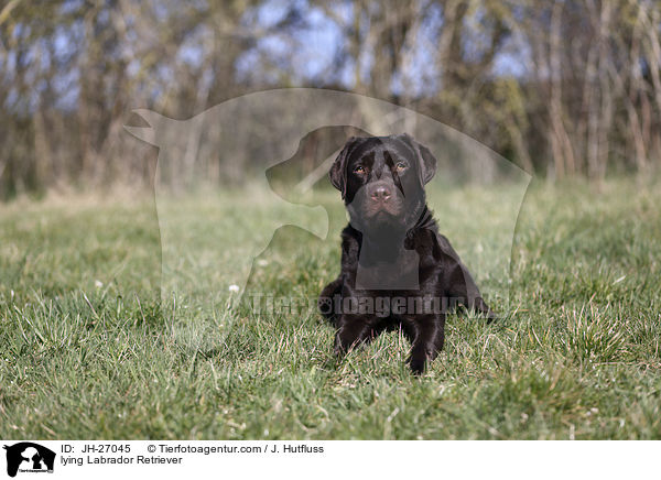 lying Labrador Retriever / JH-27045