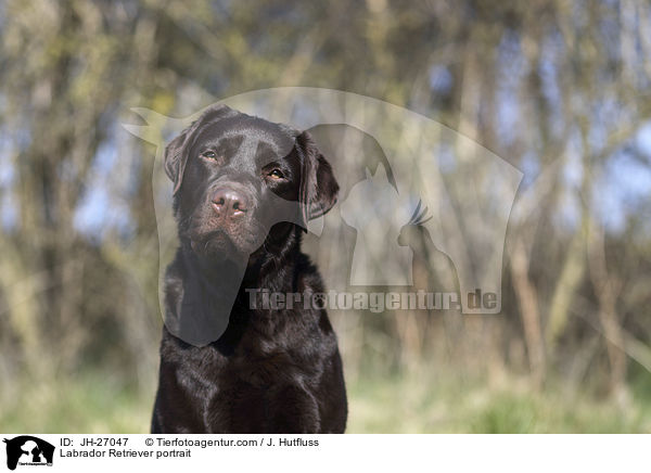 Labrador Retriever portrait / JH-27047
