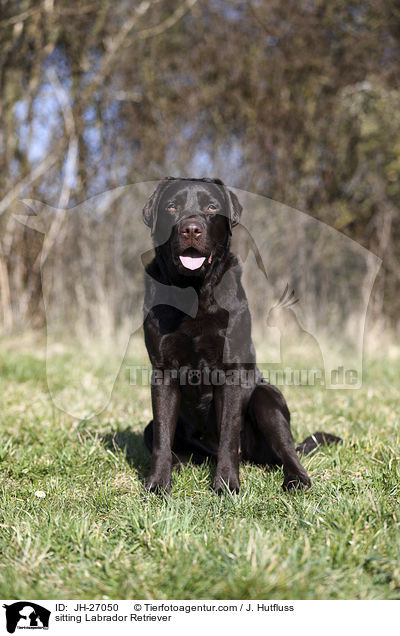 sitting Labrador Retriever / JH-27050