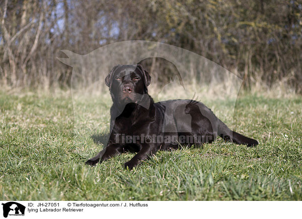 lying Labrador Retriever / JH-27051