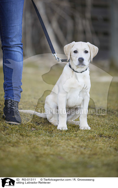 sitzender Labrador Retriever / sitting Labrador Retriever / RG-01311