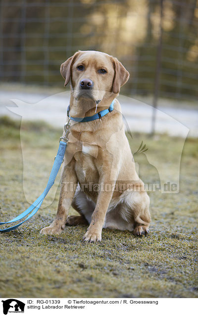 sitzender Labrador Retriever / sitting Labrador Retriever / RG-01339