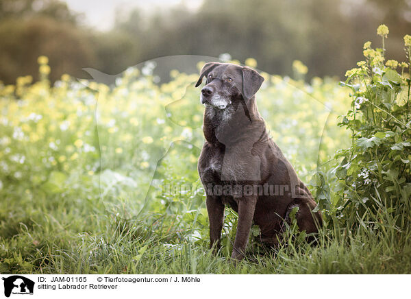 sitting Labrador Retriever / JAM-01165