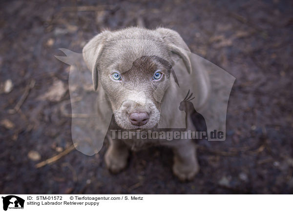 sitting Labrador Retriever puppy / STM-01572
