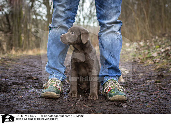 sitting Labrador Retriever puppy / STM-01577