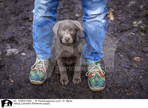 sitzender Labrador Retriever Welpe / sitting Labrador Retriever puppy / STM-01580
