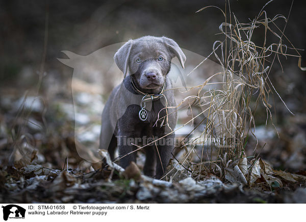 walking Labrador Retriever puppy / STM-01658
