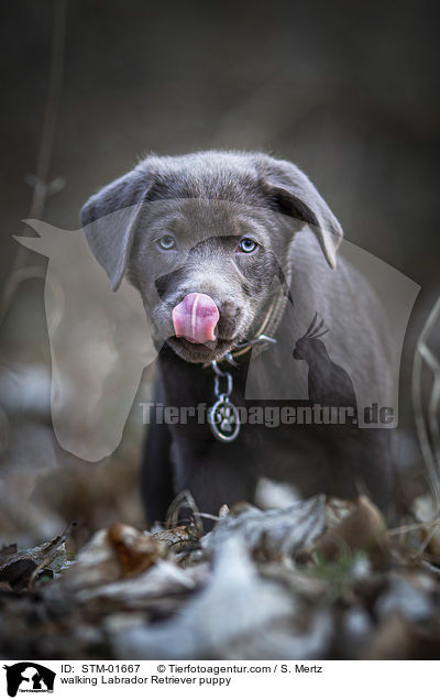 walking Labrador Retriever puppy / STM-01667